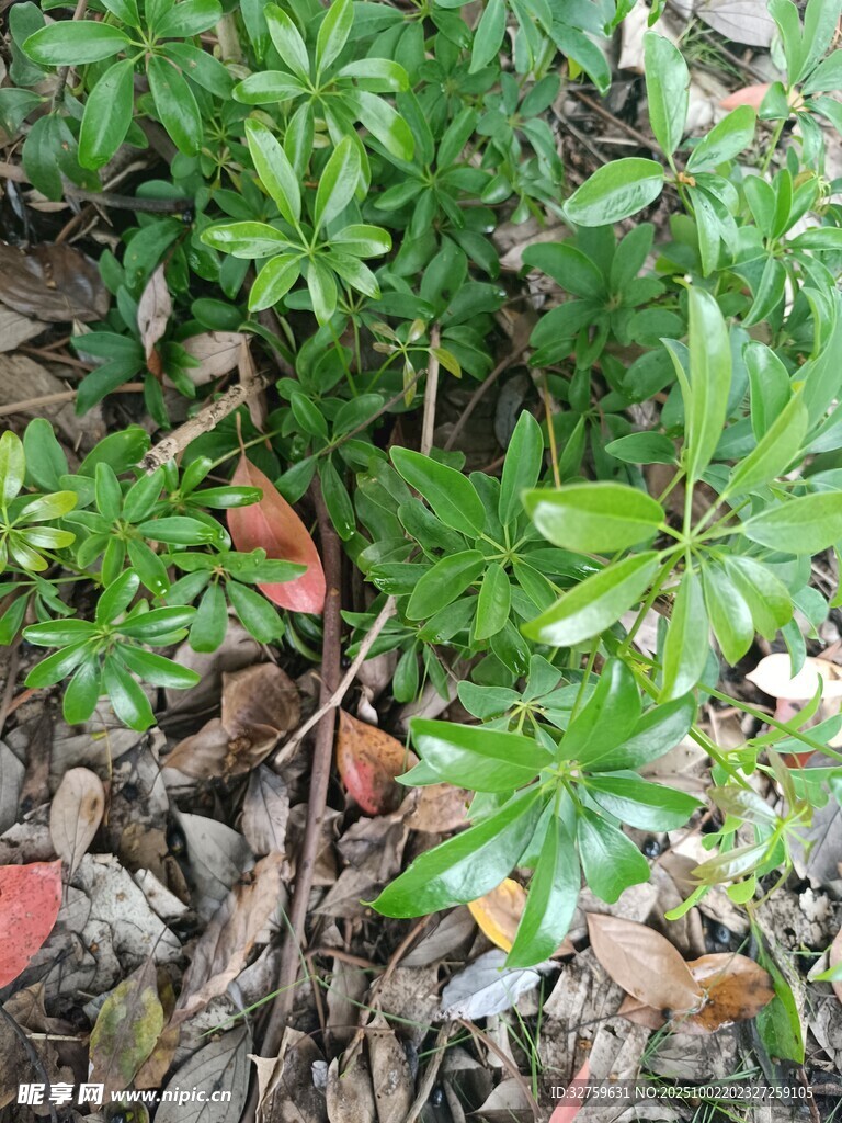 地面绿植与落叶景象