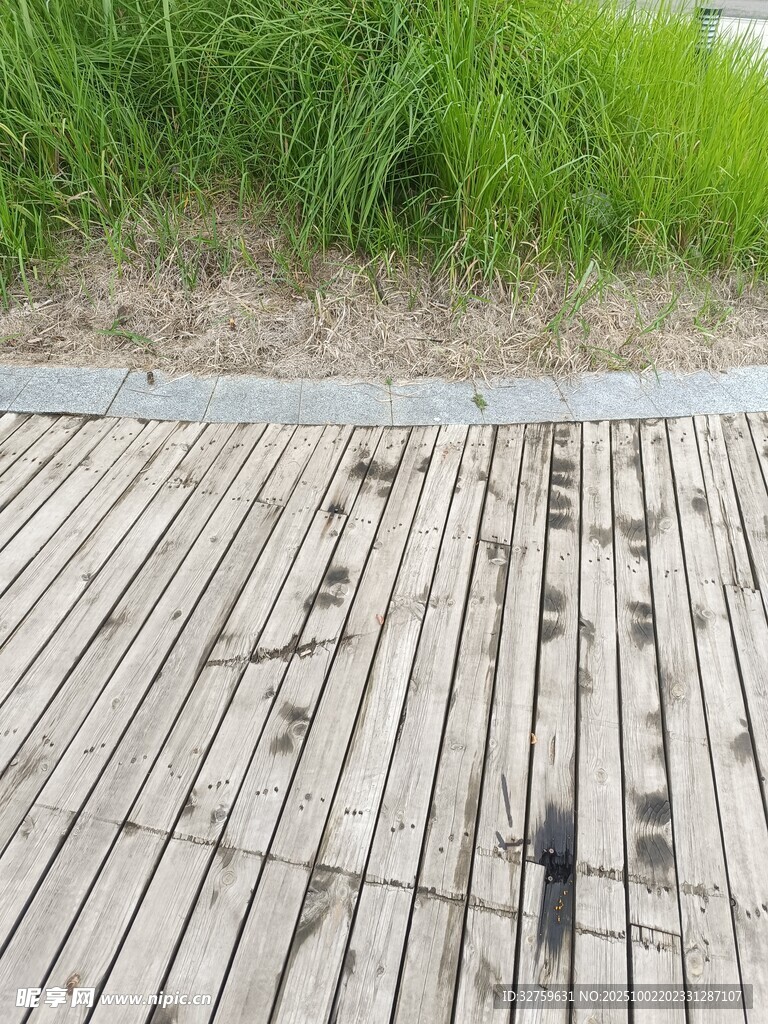 木质步道上的黑色小鸟