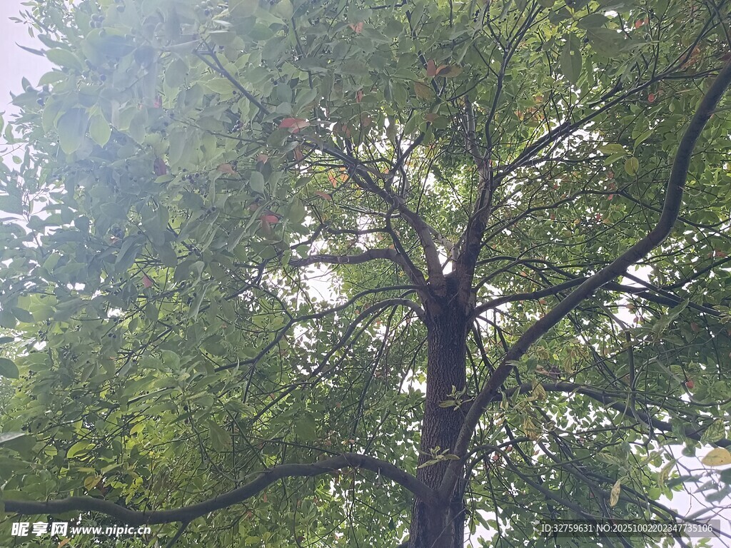 仰视茂密树冠