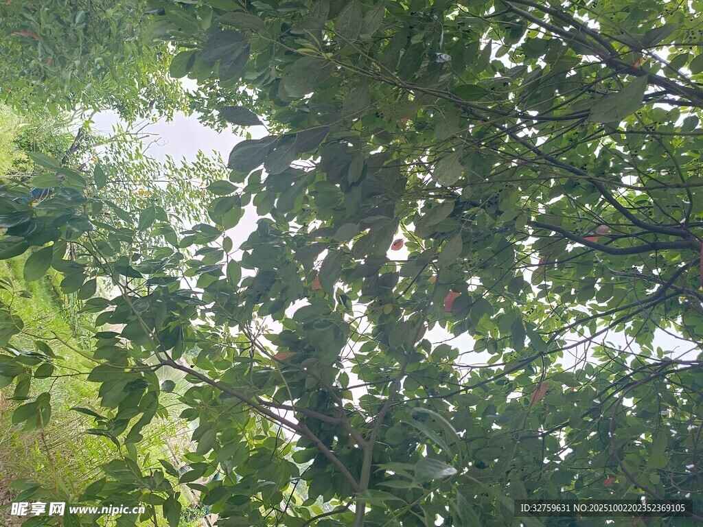 阳光透过树叶的绿意景象