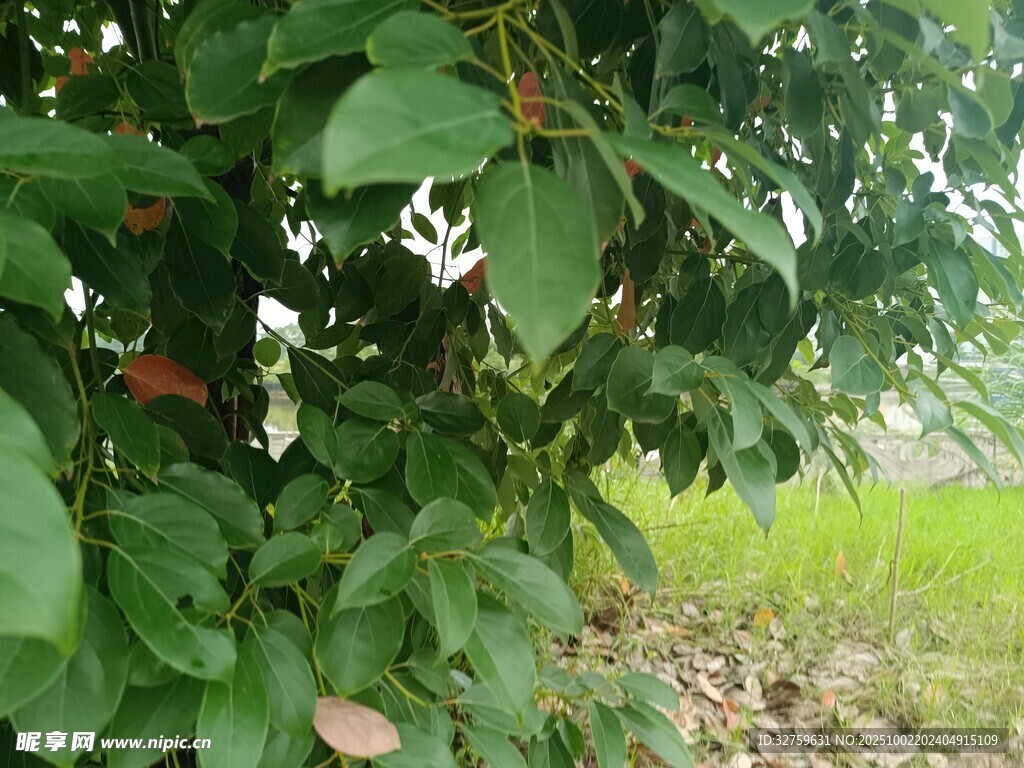 枝叶间的果实