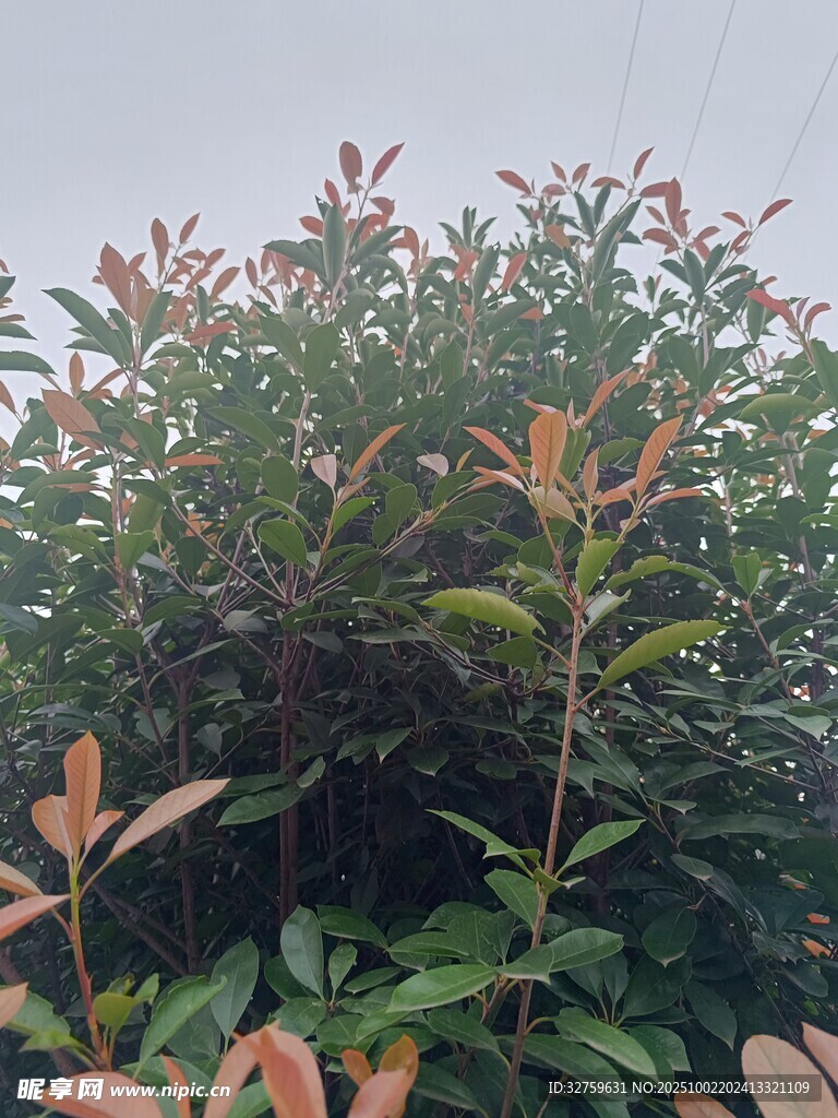 绿叶与红叶交织的植物