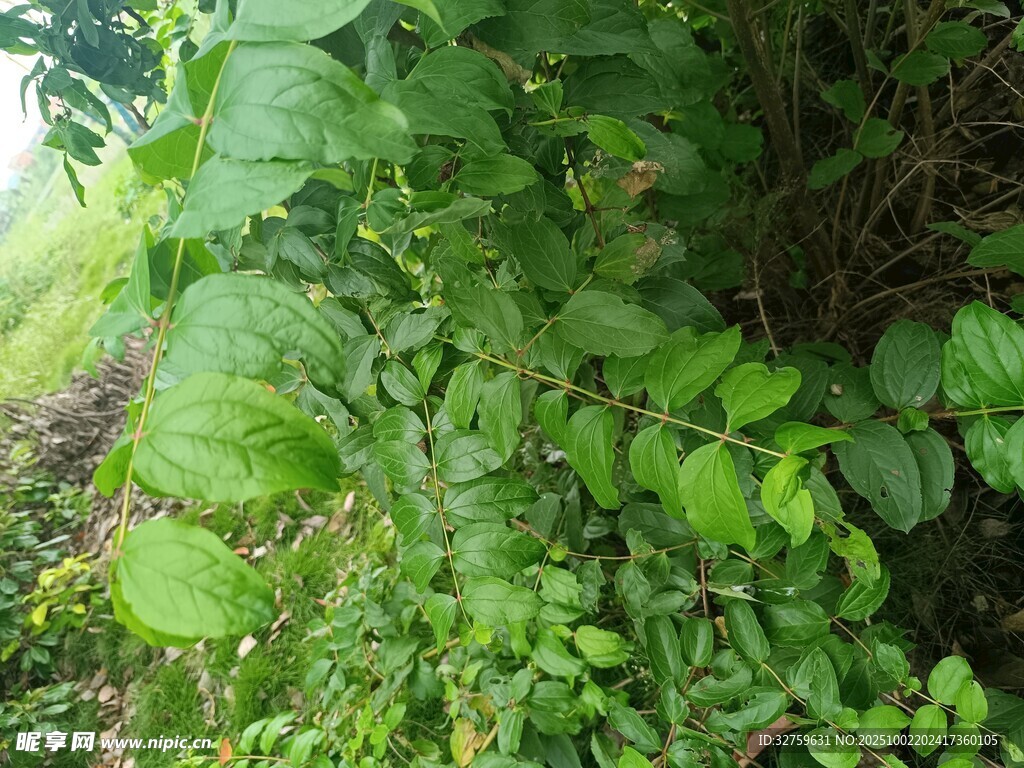 繁茂绿植
