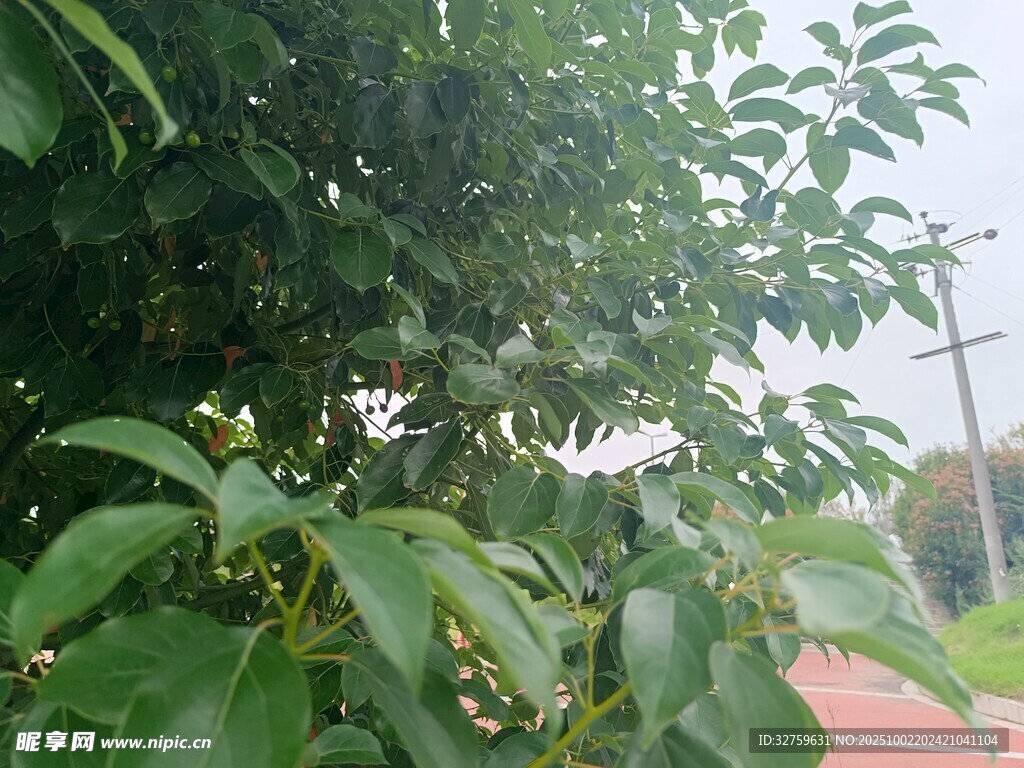 绿叶繁茂的树木景观