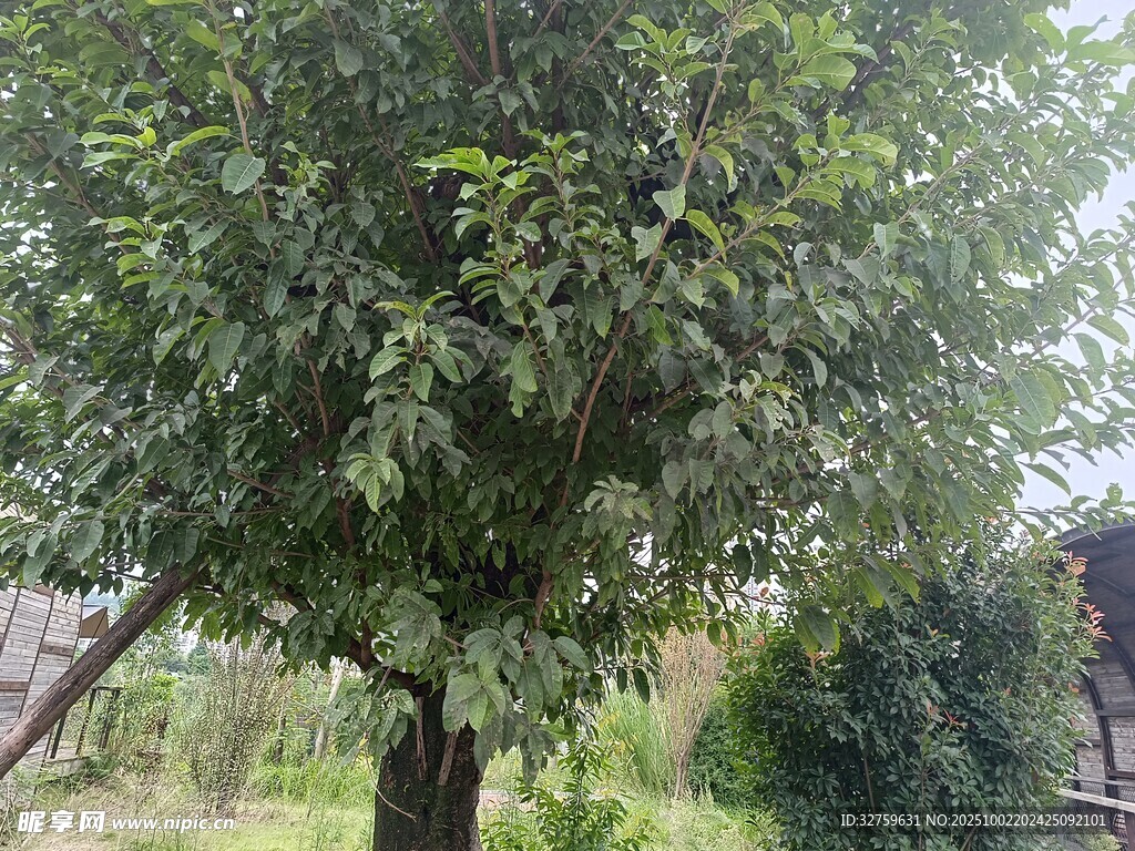 庭院中的繁茂绿树