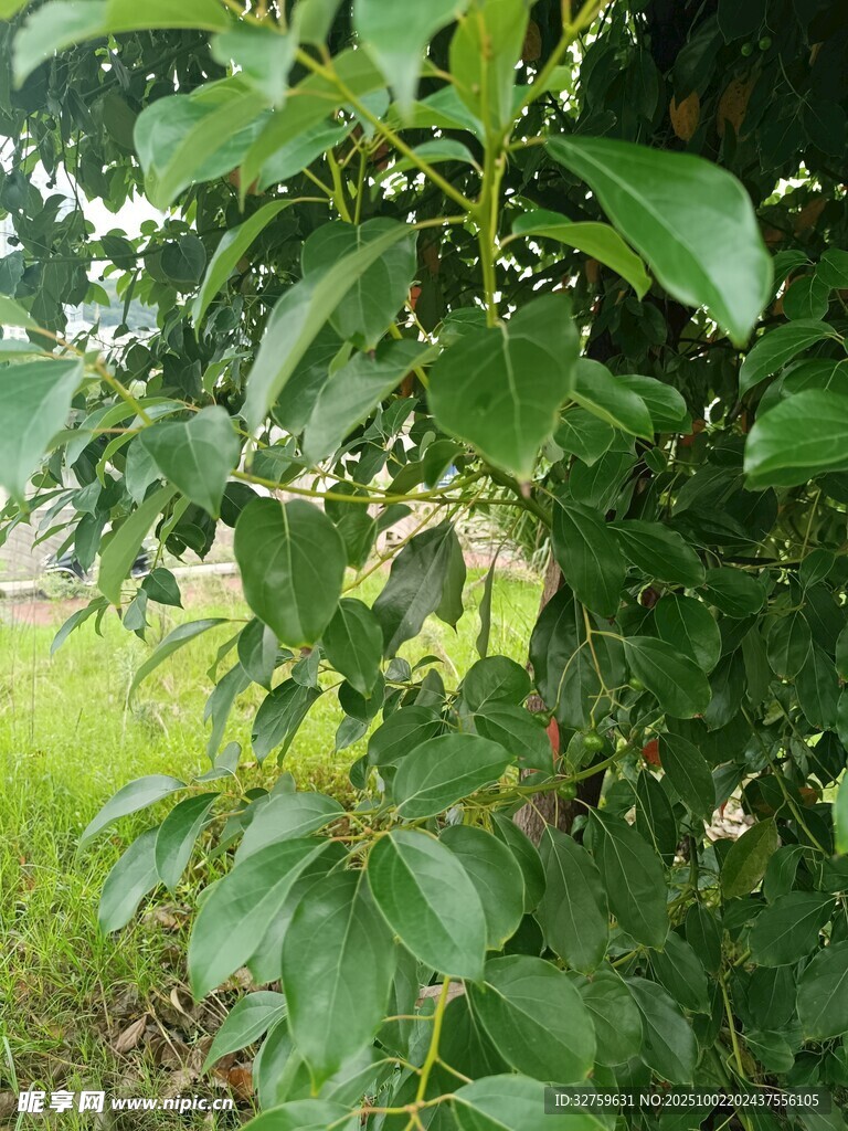 绿叶繁茂的植物景象