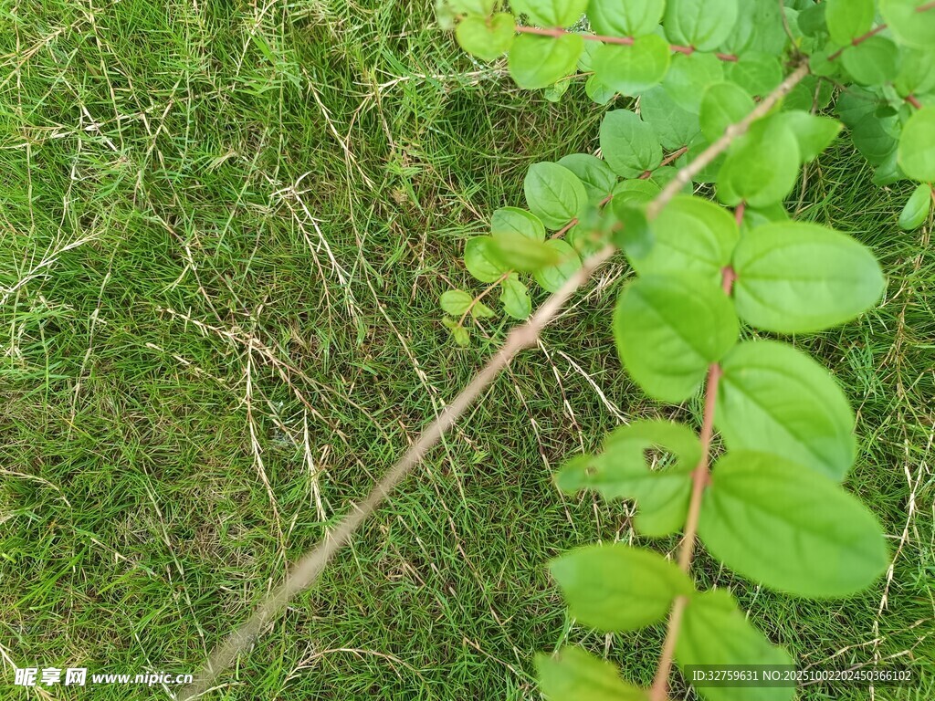 嫩绿枝叶生长于草地间