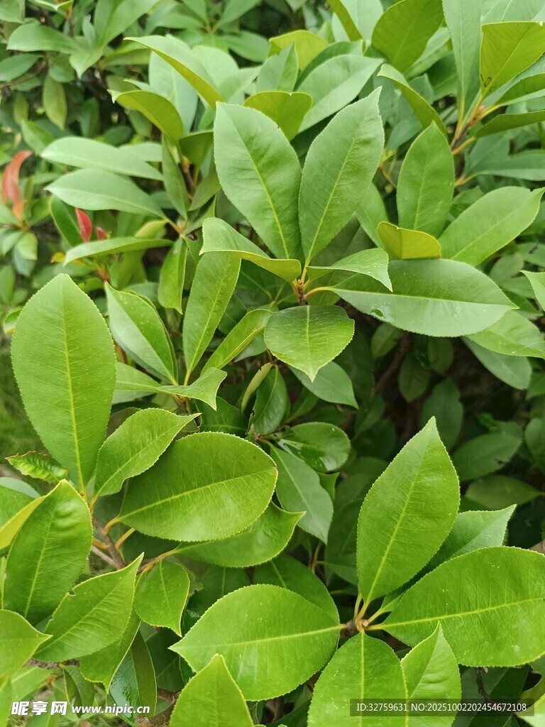 翠绿繁茂的绿叶植物