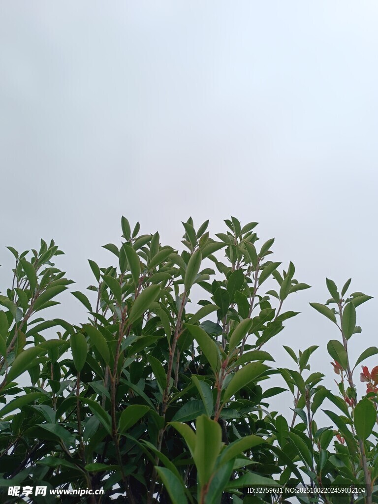 绿叶繁茂的植物景观
