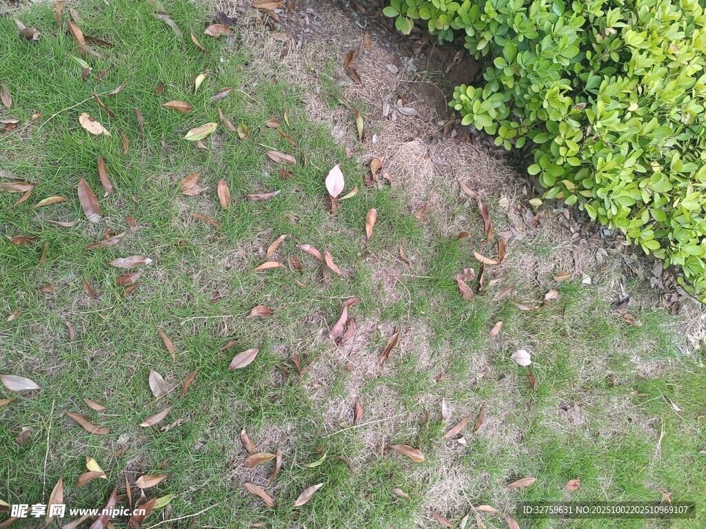 地面落叶与绿植景观