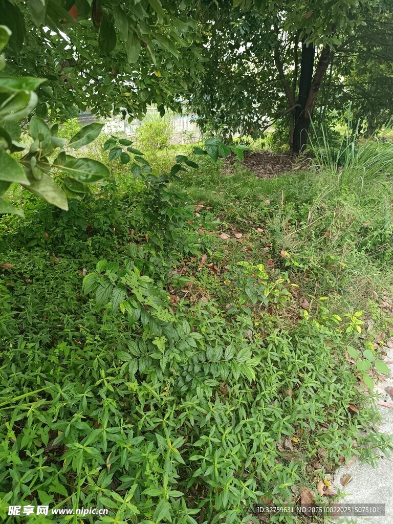 绿意盎然的林间小径