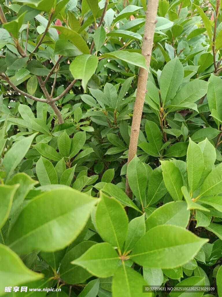 翠绿繁茂的植物枝叶