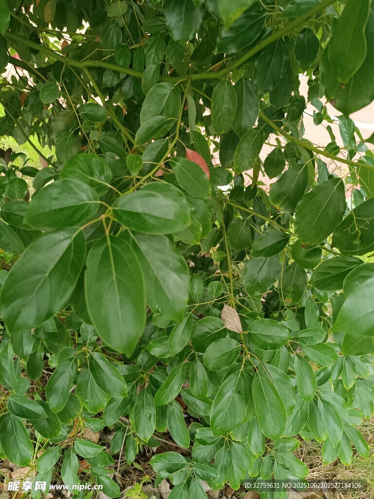 绿叶繁茂的植物特写