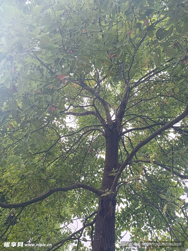 高大繁茂的绿色树木