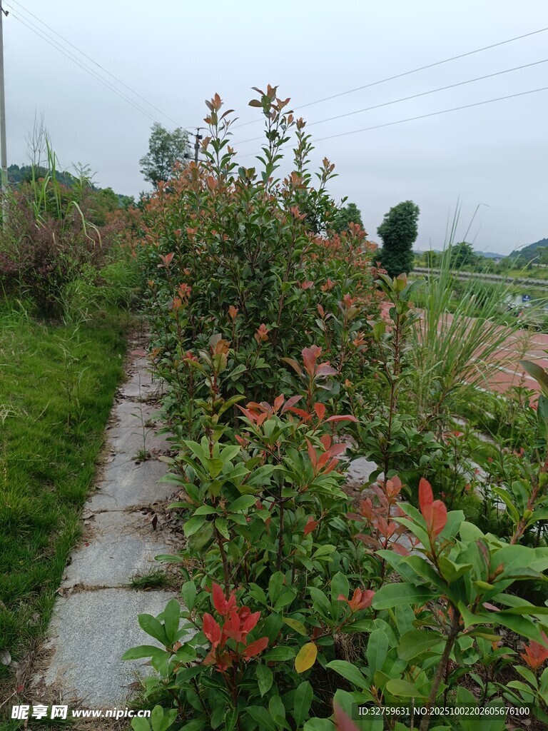 乡间小径旁的多彩花卉