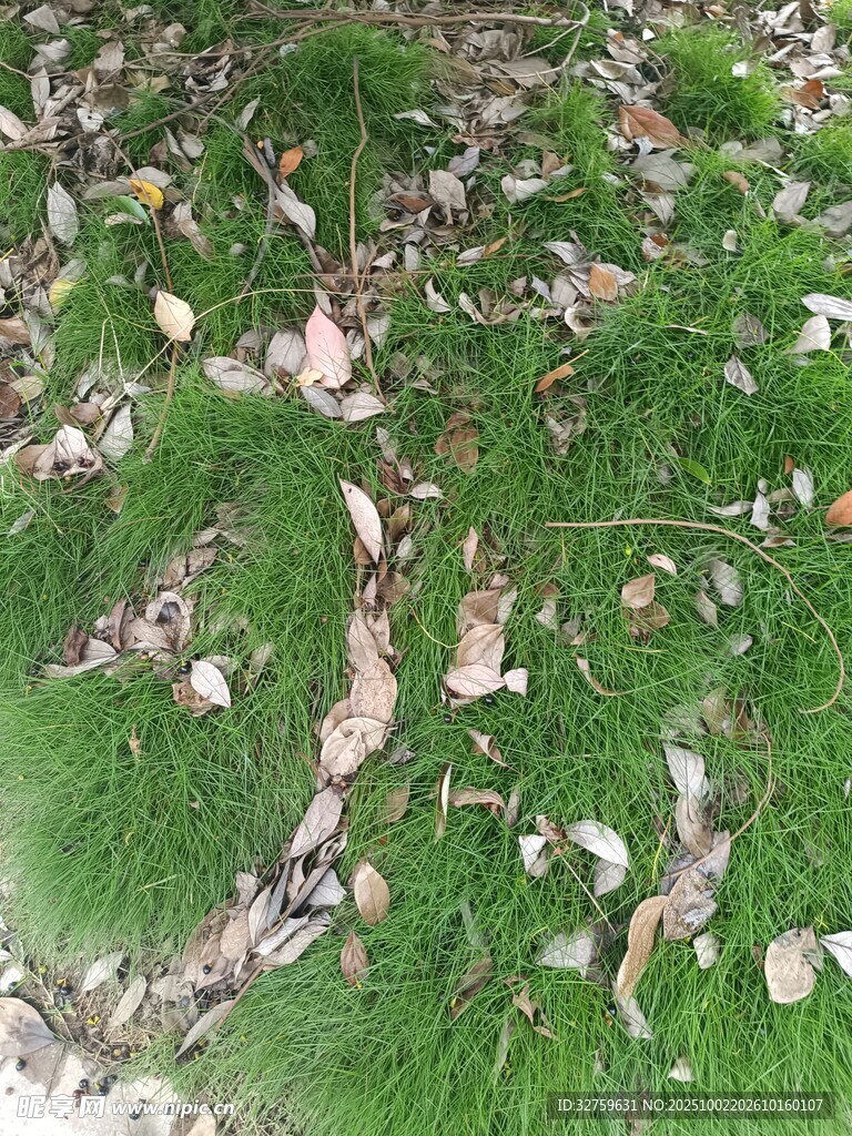 草地上散落的枯叶