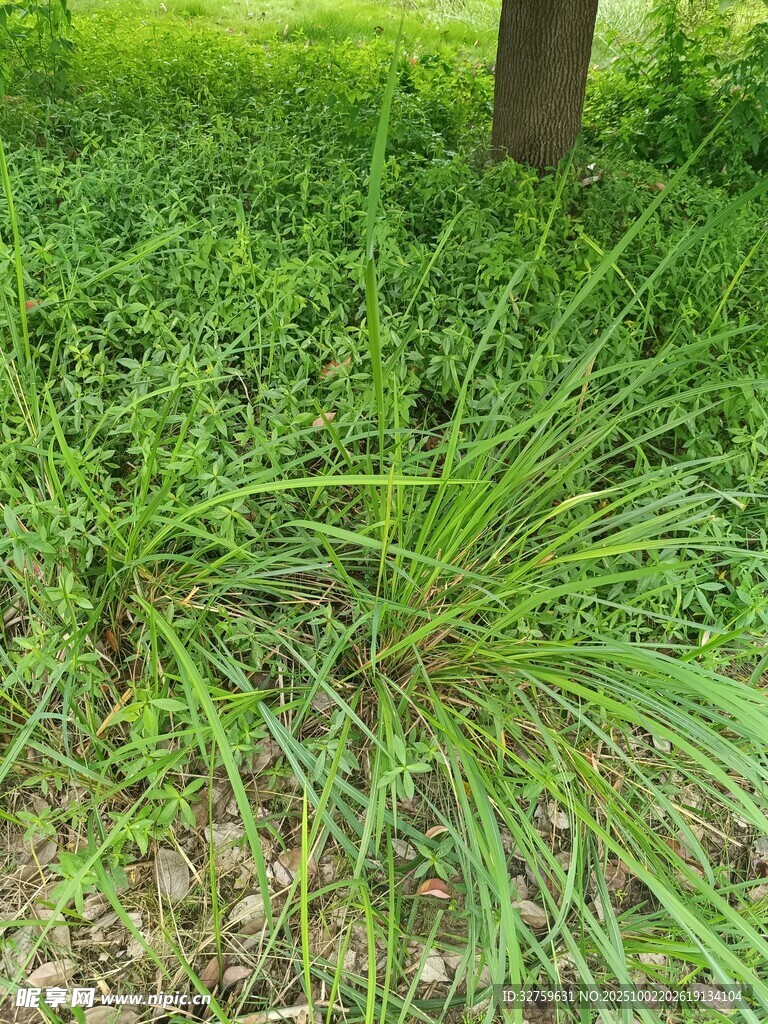 草地中的葱郁绿植