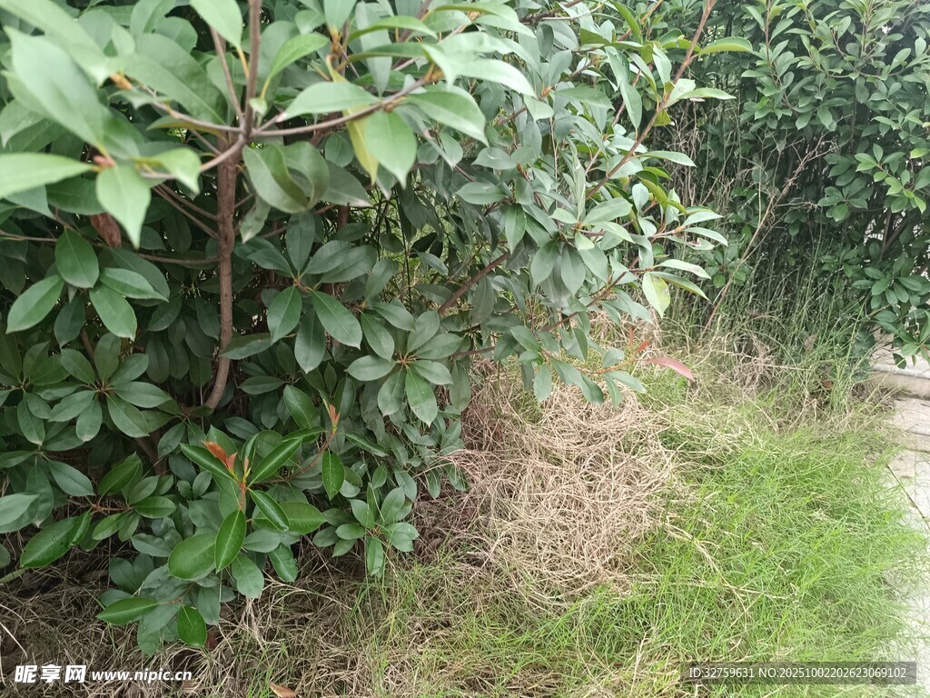 果园绿植景象