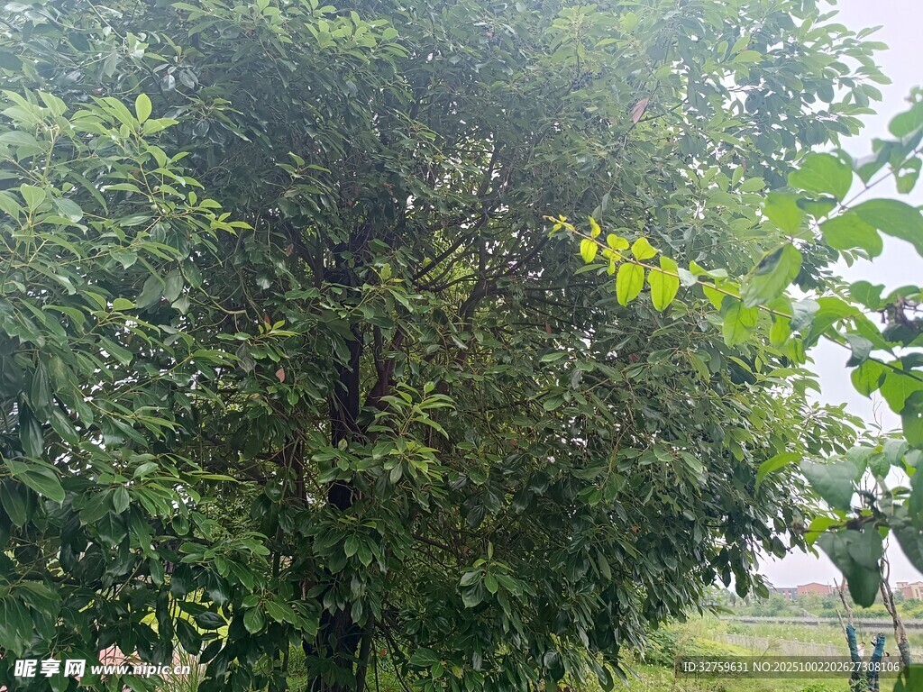 繁茂绿树 