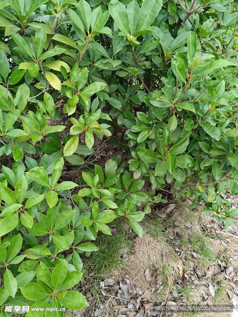 绿叶丛生的地面植物