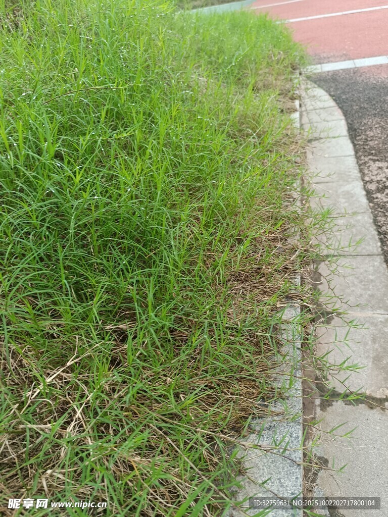 路边生长的茂盛绿草