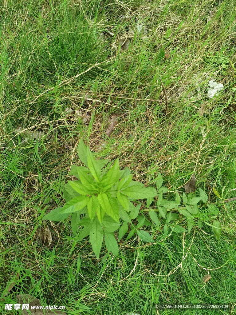 草地上的绿色植物