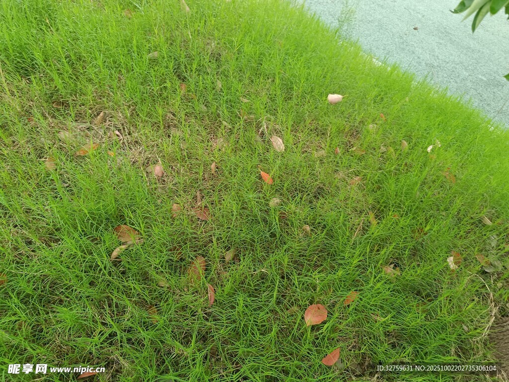 岸边翠绿草地与落叶