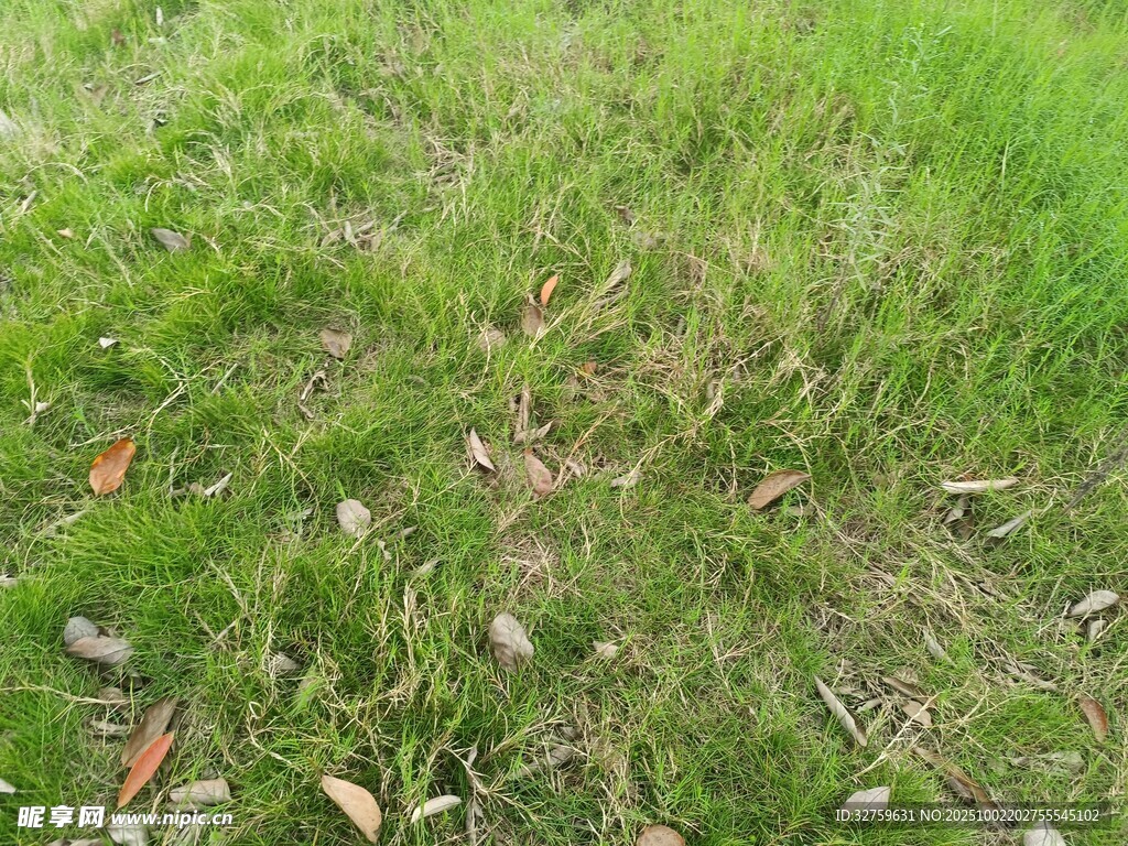 嫩绿草地散落枯叶