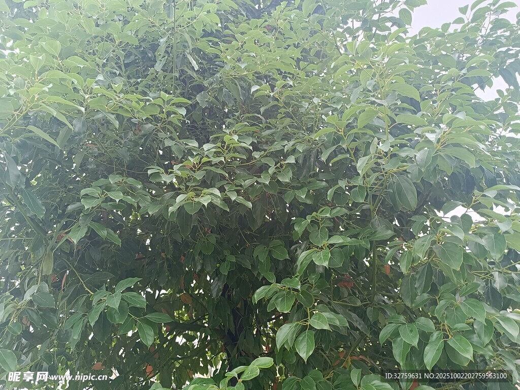 茂密绿叶的繁茂树木