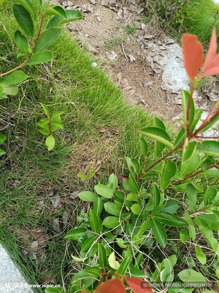 绿叶红花的自然景致