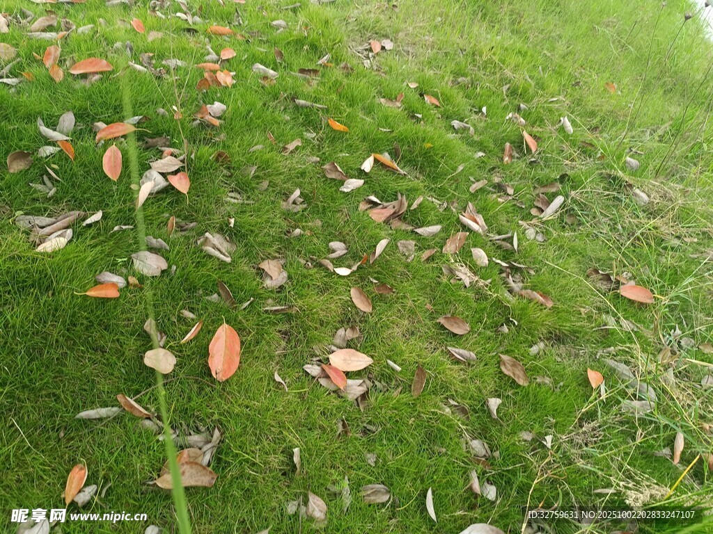 草地上散落的多彩叶片