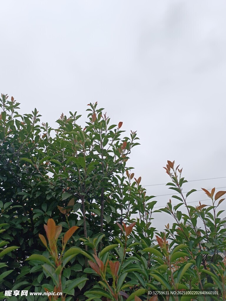 绿意盎然的繁茂植物