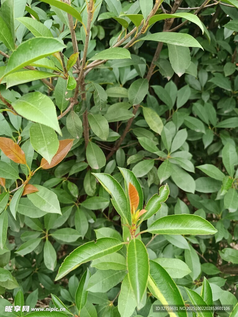 绿叶繁茂的植物景观