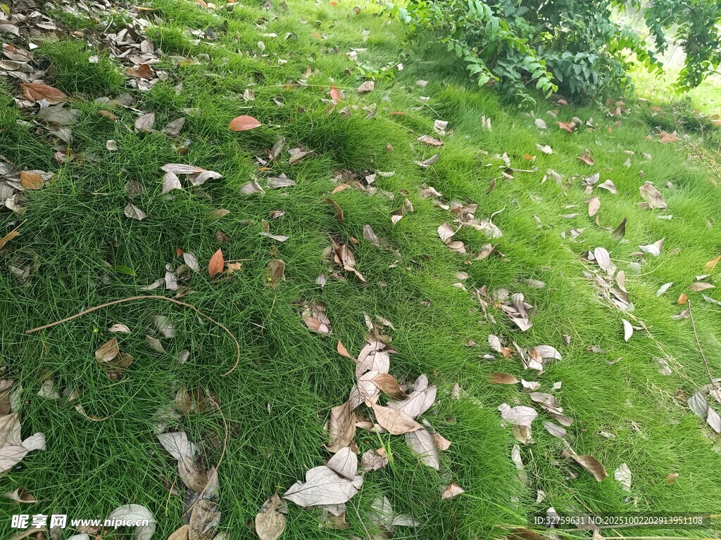 草地上散落的枯黄树叶
