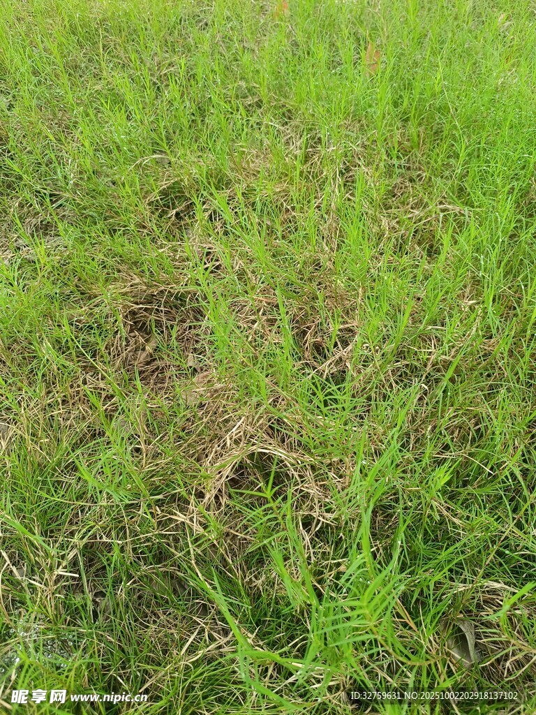 翠绿草地近景