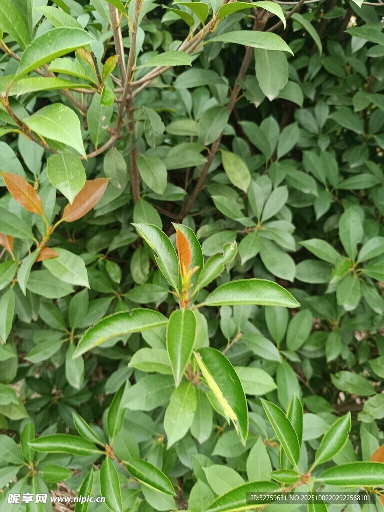 绿叶植物特写