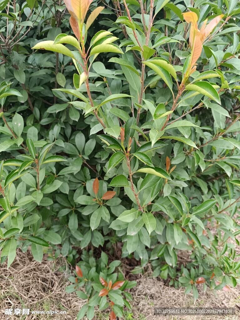 绿叶繁茂的植物景观