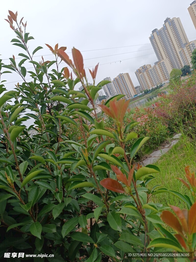 城市边的绿植景观