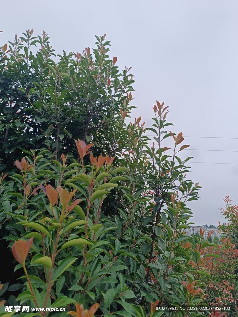 绿叶红果的繁茂植物景观