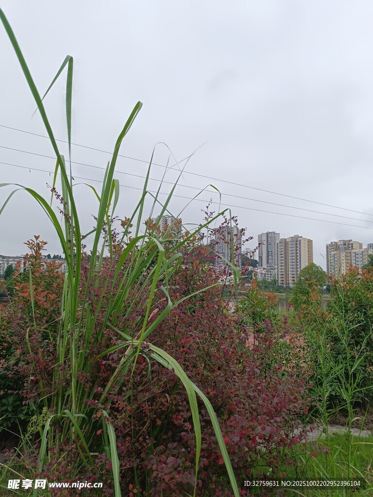 城市边的自然植物景观