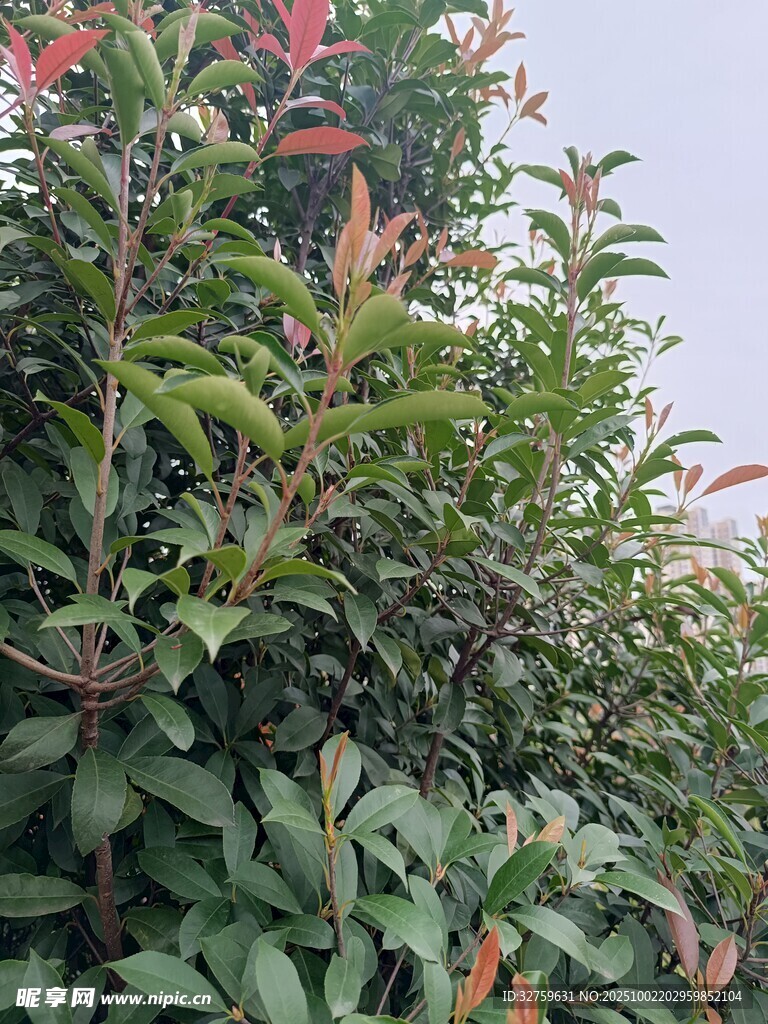 绿叶红梢的繁茂植物