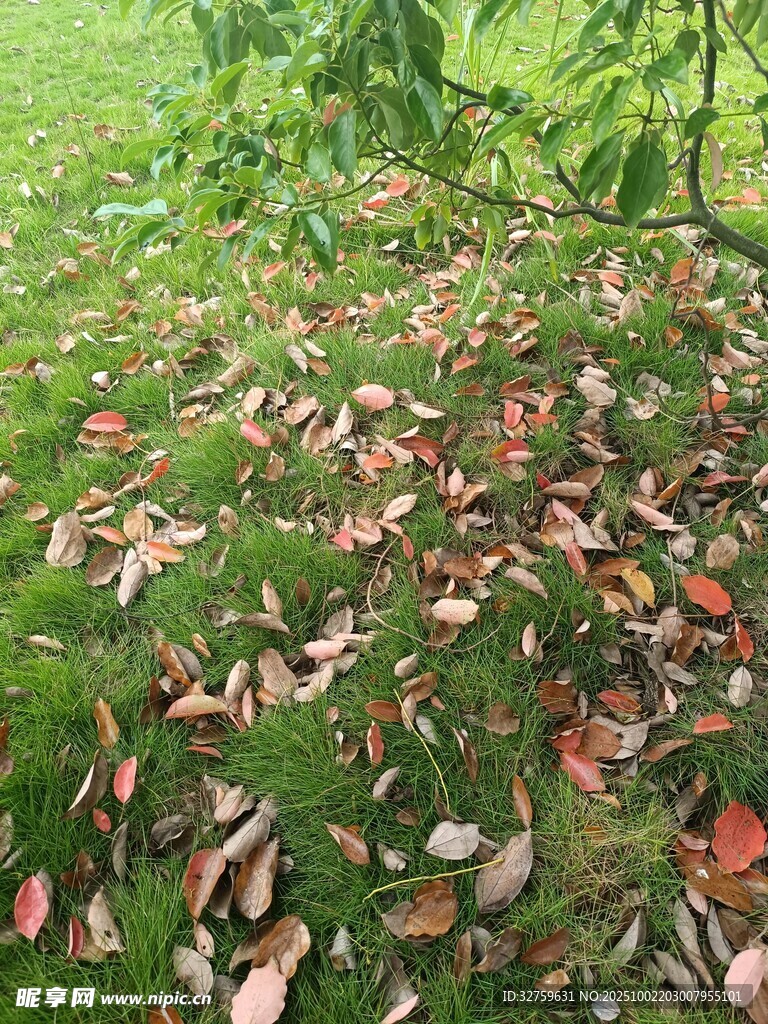 落叶铺就的绿意草地