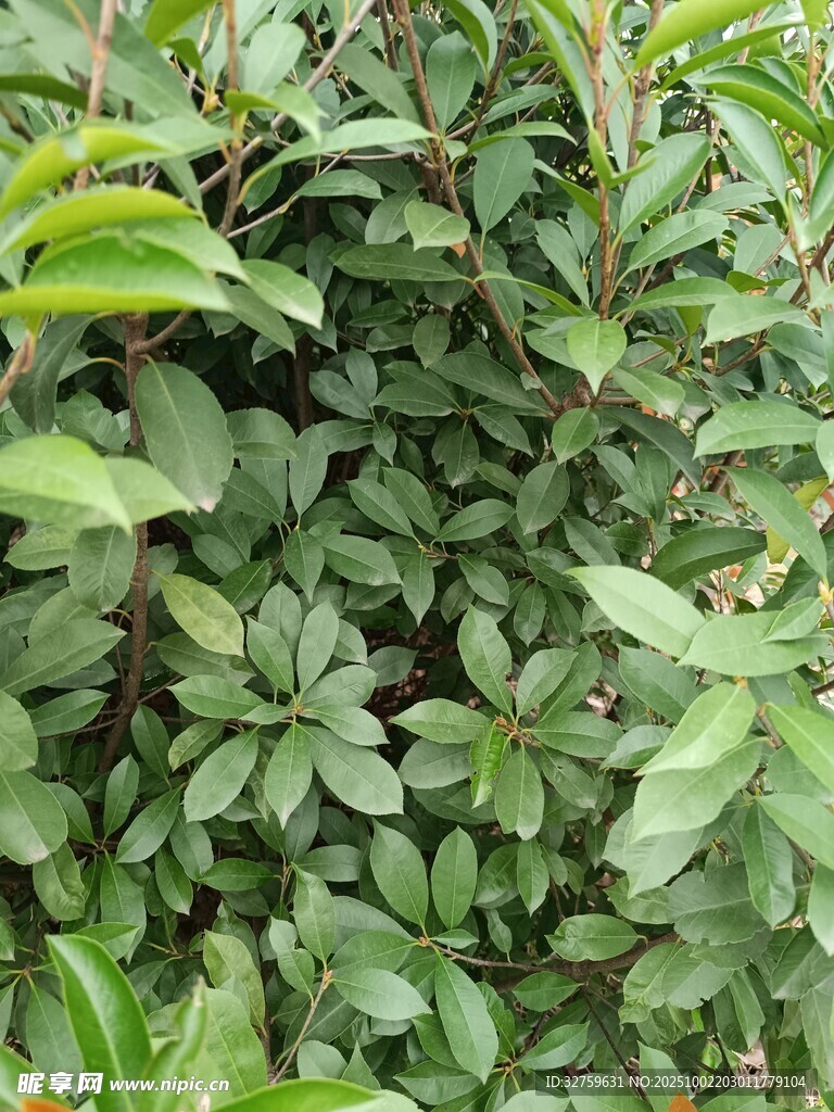 绿叶繁茂的植物景观