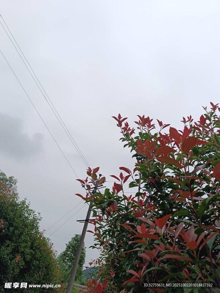 红叶绿植于阴天景象