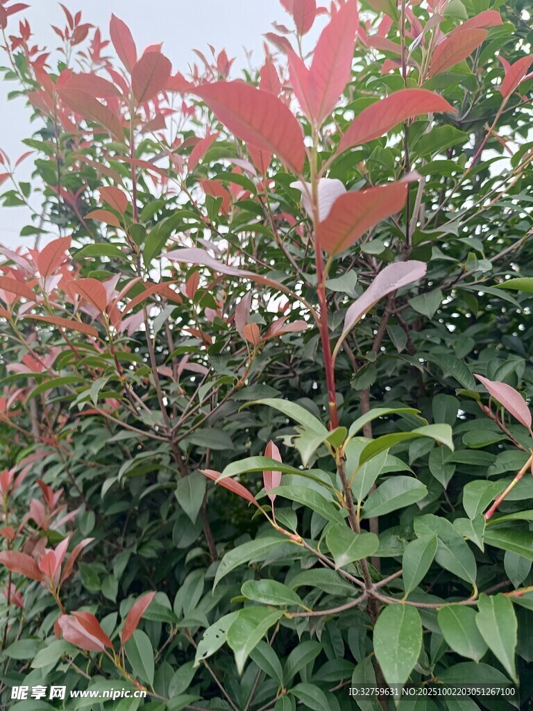 红叶绿植相映成趣