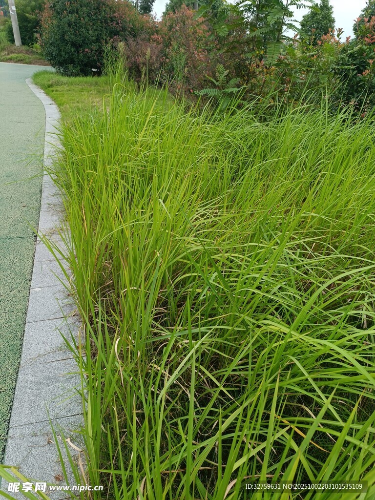 路边葱郁的绿色草丛