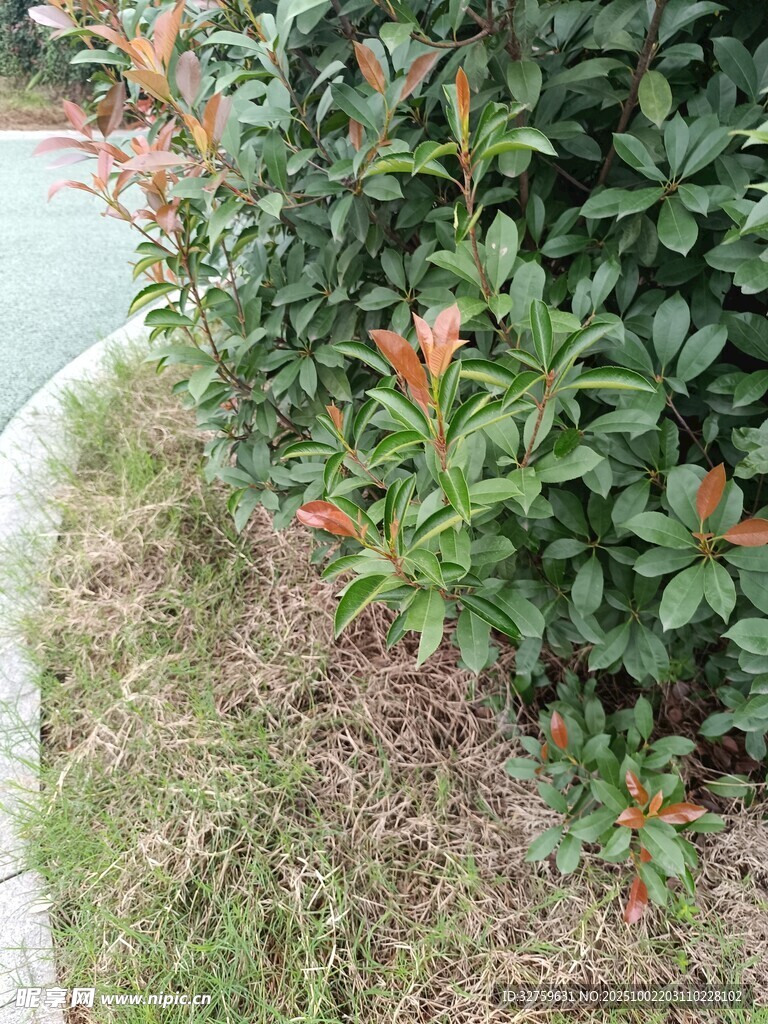 路边绿植景观