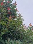 绿叶红花的繁茂植物景观