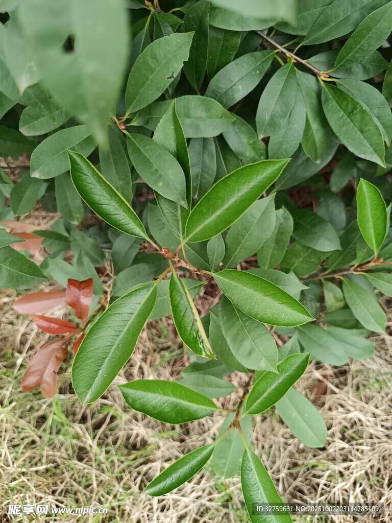 翠绿叶片与地面枯草景象