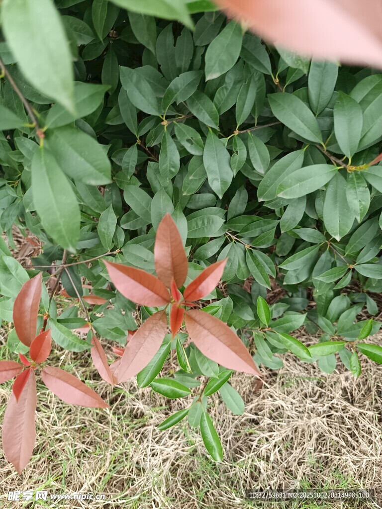 红叶植物与绿叶丛中景象